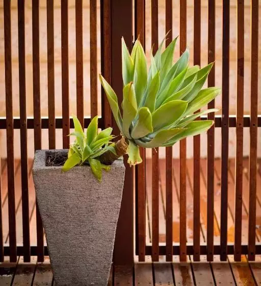 Standard-studio, The Billi Resort