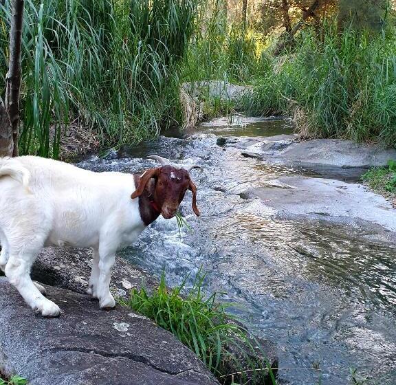 منزل 3 غرف نوم, Fig Tree Farm B&b Highvale Farmstay Near Brisbane!