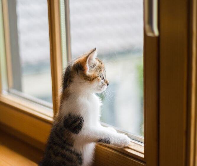 غرفة قياسية ثلاثية, La Luma