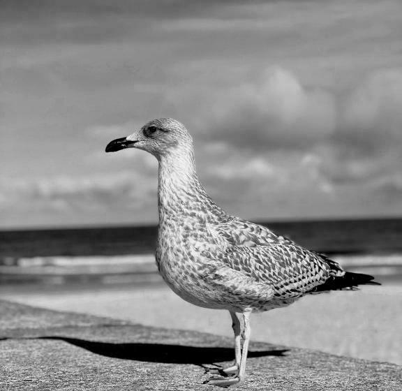 スタンダードルーム, Alcest Niechorze