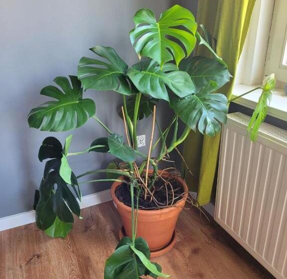 اتاق استاندارد با سرویس بهداشتی مشترک, Chilli Hostel