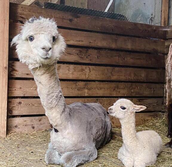 דירה בת חדר שינה 1 עם נוף, Appartamenti Les Viles