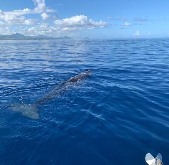 اتاق لوکس با چشمانداز دریا, Résidence Au Bout Du Morne