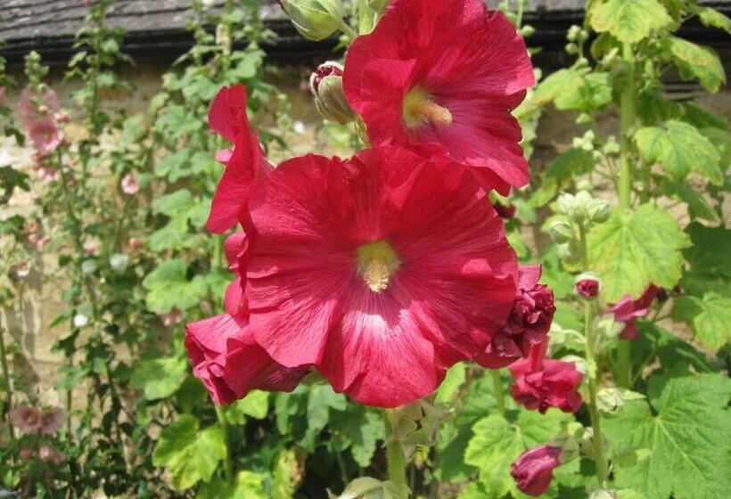 Habitació Estàndard Llit King, Guiting Guest House