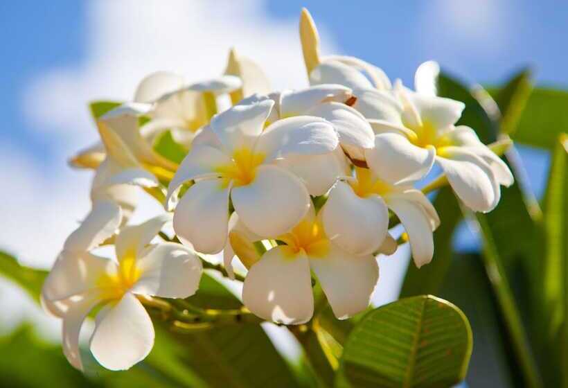 غرفة قياسية سرير كينج, Flame Tree Cottages