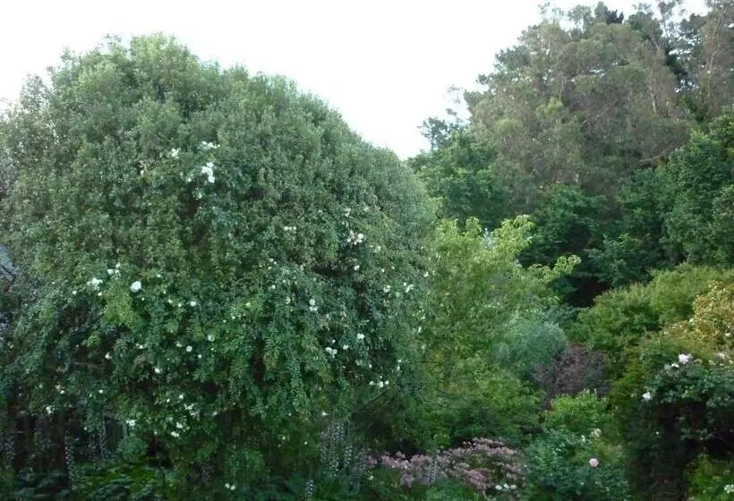 デラックスルーム, Cobden Garden