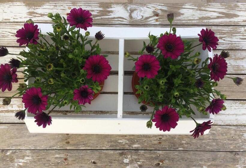 豪华房间, Trulli Family