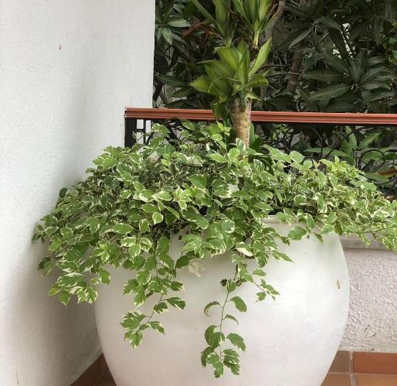 חדר דחוקס עם מיטת קינג, Casa Bethel