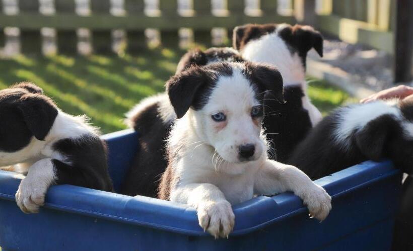 Шале 1 Спальня, The Kellbank