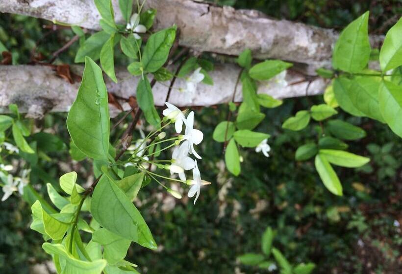 غرفة قياسية, J.holiday Inn Krabi