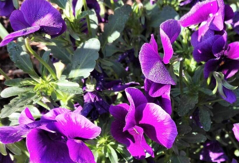 غرفة قياسية, Fattoria Agriturismo Nerbona