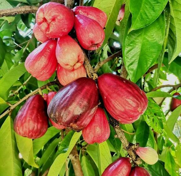غرفة قياسية, Mira Olas Cabins