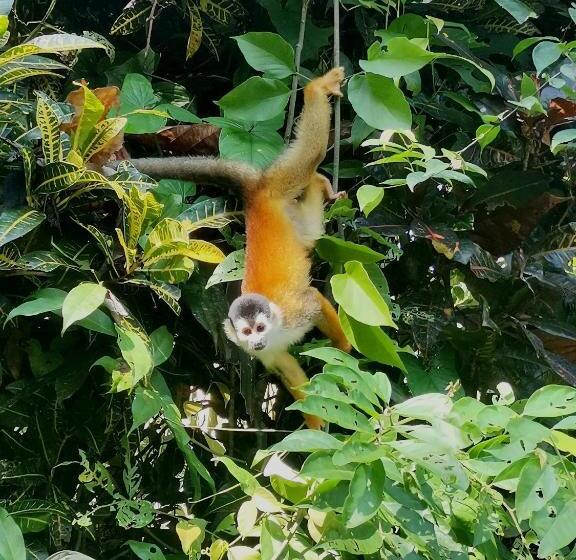 غرفة قياسية, Mira Olas Cabins