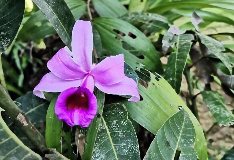 غرفة قياسية, Mira Olas Cabins