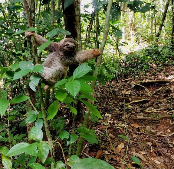 غرفة قياسية ثلاثية, Mira Olas Cabins