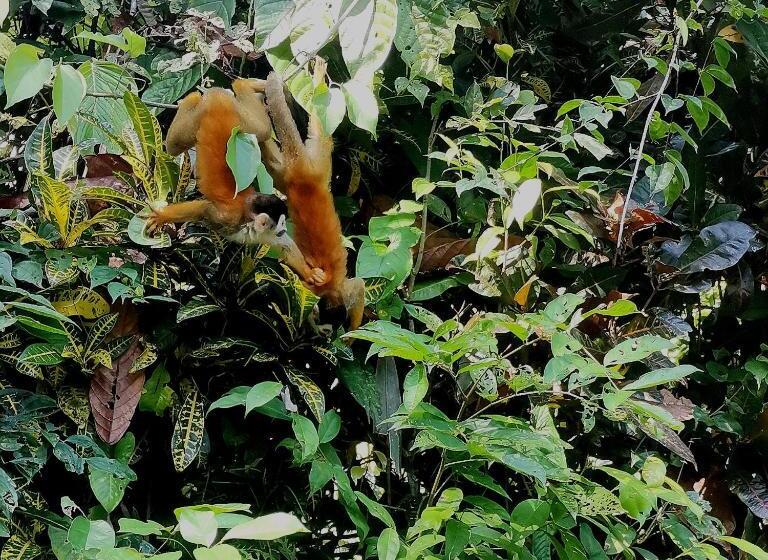 غرفة قياسية ثلاثية, Mira Olas Cabins