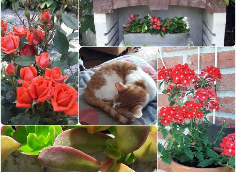 Дом 1 Спальня, B&b  T Gezellig Huizeke
