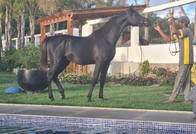 اتاق استاندارد, Elaaz Horse Farm