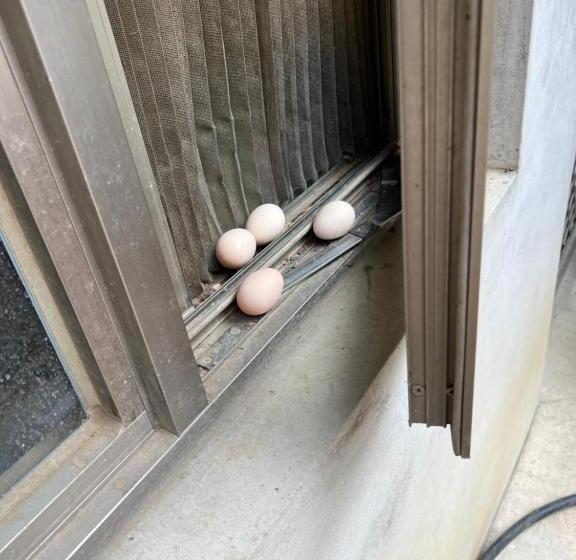 اتاق خانوادگی, 拇指園民宿