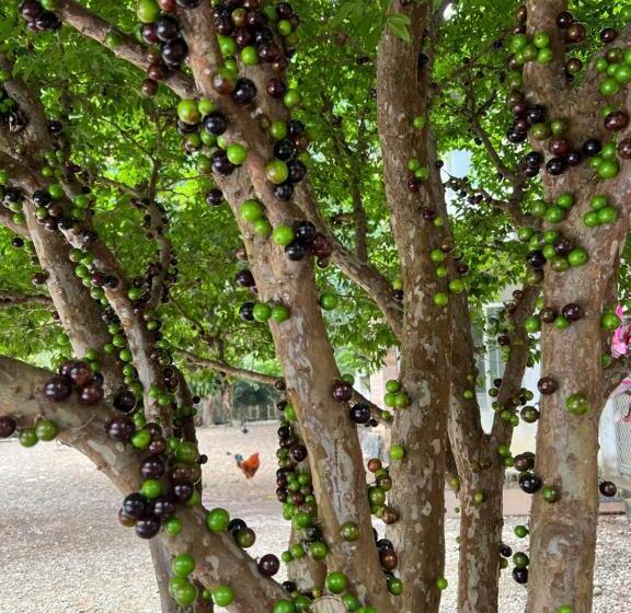 اتاق خانوادگی, 拇指園民宿