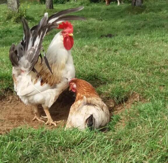 خانه 2 خوابه, Geysir Hestar
