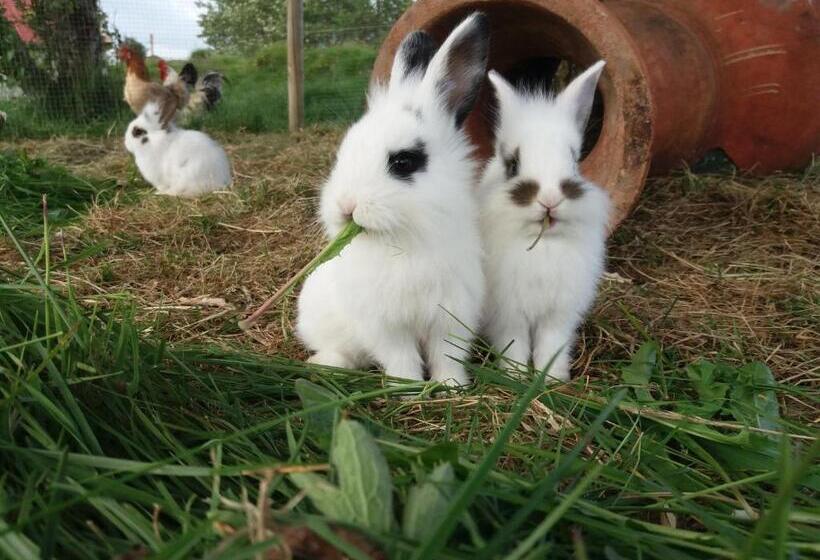 خانه 2 خوابه, Geysir Hestar
