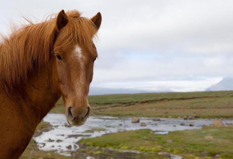 اتاق استاندارد چهارنفره با سرویس بهداشتی مشترک, Geysir Hestar