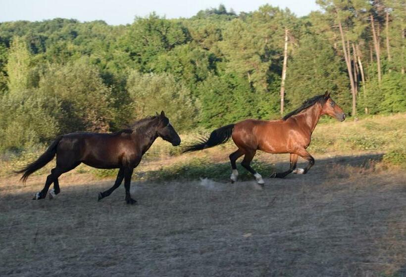 Номер Стандарт, Maison D Hôtes Afrika Du Queyroux
