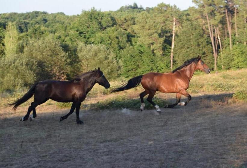 Семейное Бунгало, Maison D Hôtes Afrika Du Queyroux
