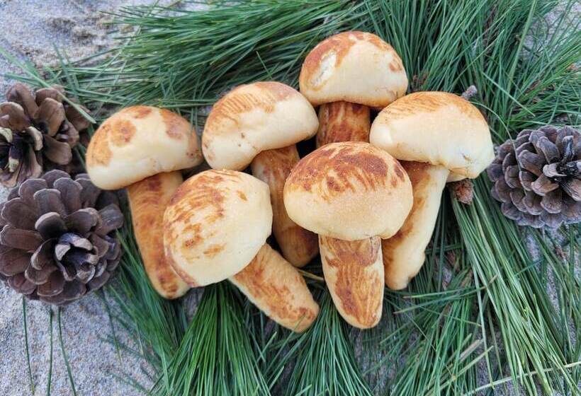 Suite, Sol Beach Yangyang