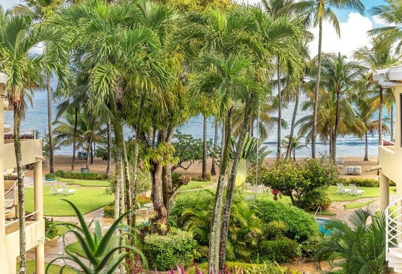 إستوديو قياسى, Cabarete Palm Beach Condos