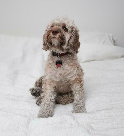 古典房间, Buccaneer Motel