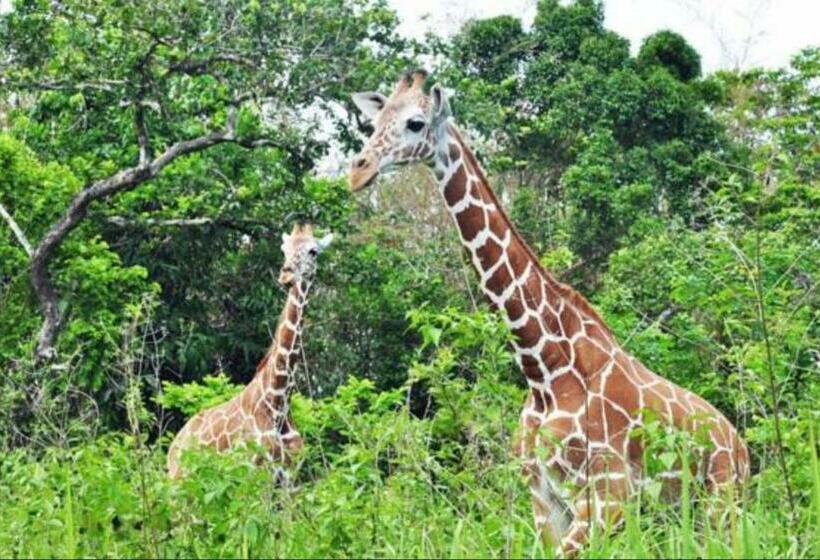 اتاق سوپریور سه تخته, Darayonan Lodge