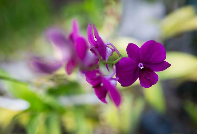 발코니가 있는 프리미엄 룸, Khmer Paradise Villa