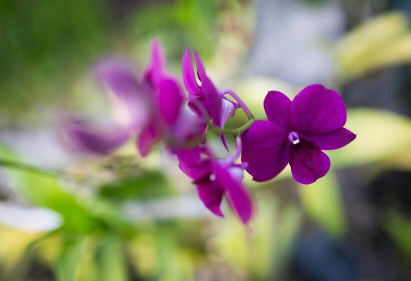 프리미엄 패일리룸, Khmer Paradise Villa