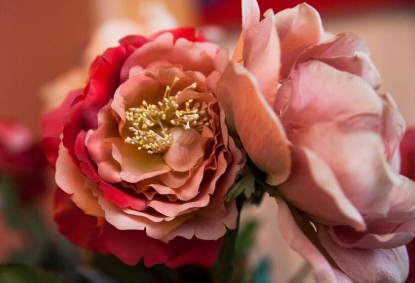 ジュニアスイート, Cavour33