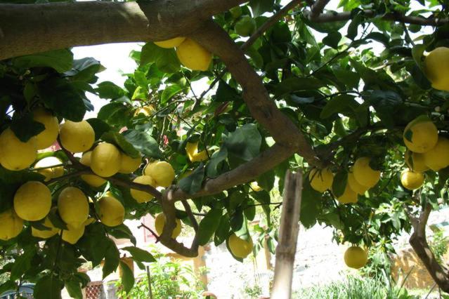 Номер Стандарт Индивидуальный, Affittacamere Antonella