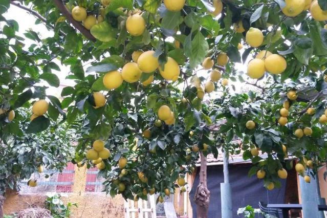 Номер Стандарт, Affittacamere Antonella