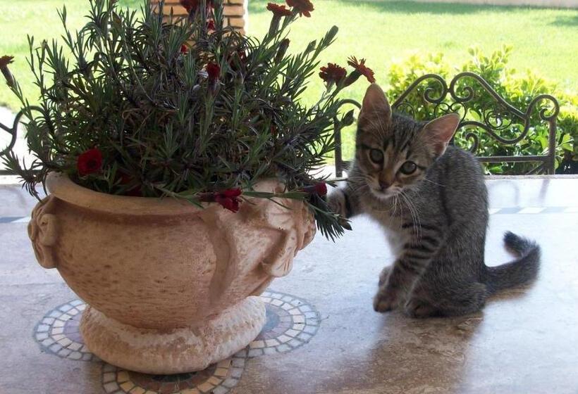 デラックスルーム, Il Giardino Degli Ulivi