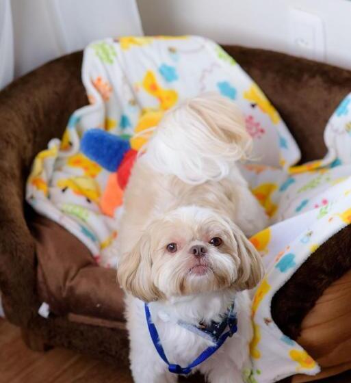 Номер Стандарт, Kehl Haus