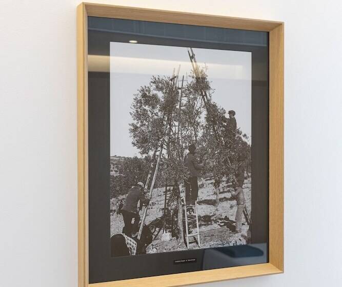 اتاق استاندارد, Evora Olive