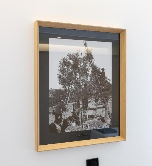 اتاق خانوادگی, Evora Olive