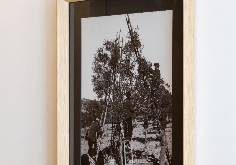 اتاق استاندارد, Evora Olive