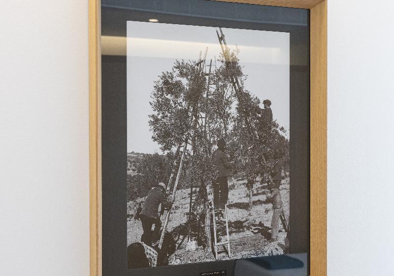 اتاق خانوادگی, Evora Olive