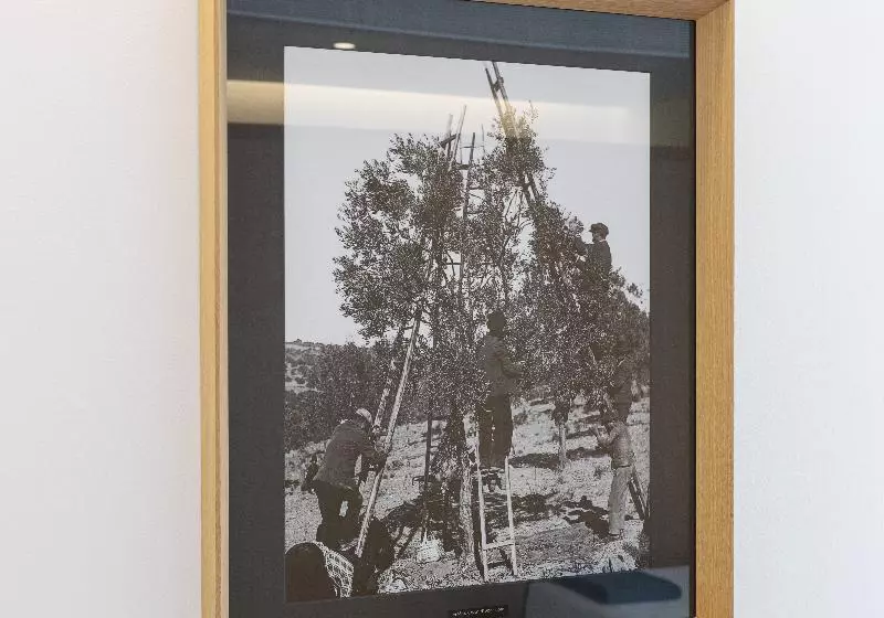 اتاق خانوادگی, Evora Olive