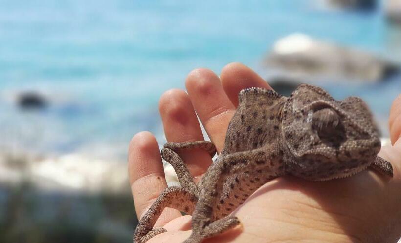 חדר דלוקס נוף לים, Honey Hill Faralya Forest Cabins By The Sea