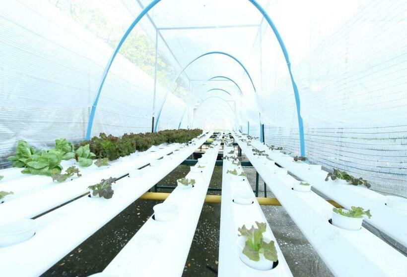 חדר סופריור, Rattana Park