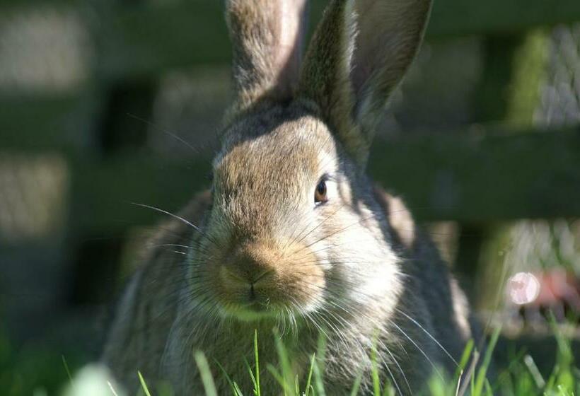 四人标准间, La Chevrerie