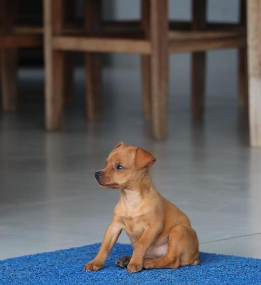 Familie Værelse Delt Badeværelse, Pousada Kasarão Praia Grande Ubatuba
