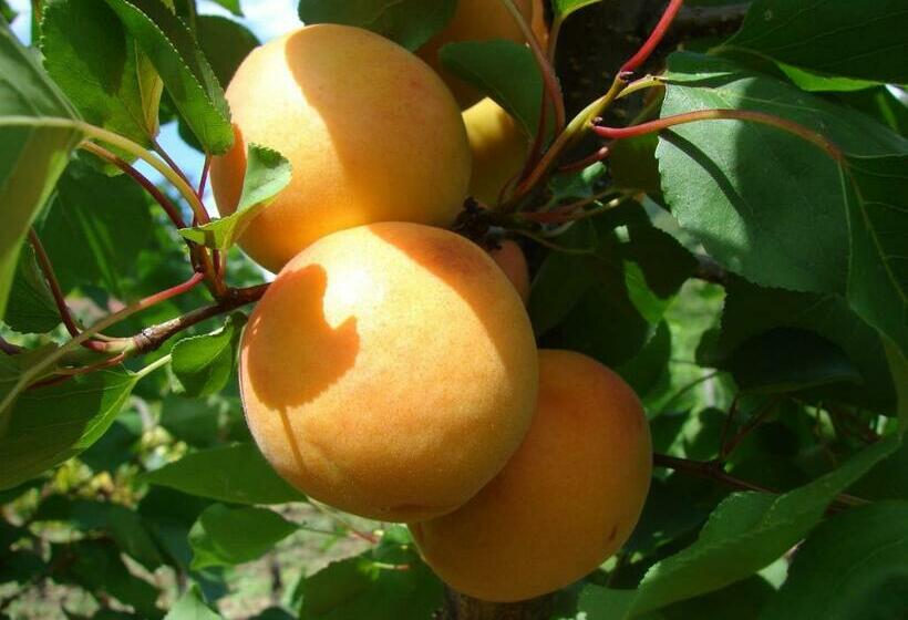 غرفة كومفورت, Gästehaus Weinbergblick